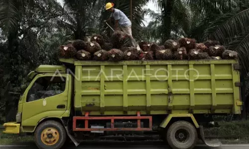 POPSI soroti pentingnya akurasi data sawit di kawasan hutan