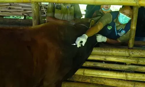 Kementan salurkan 151 ribu dosis vaksin PMK ke Jabar