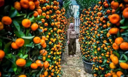 Momentum Imlek dan Ramadhan bisa mendorong konsumsi masyarakat