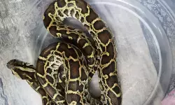 Kemenhut amankan warga Rusia berupaya selundupkan 202 satwa liar