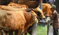 Pemerintah tingkatkan pengawasan harga sapi hidup