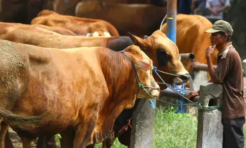 Pemerintah tingkatkan pengawasan harga sapi hidup