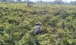 BI Bali waspadai potensi inflasi dari MBG hingga 0,18 persen