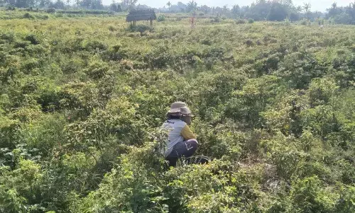 BI Bali waspadai potensi inflasi dari MBG hingga 0,18 persen