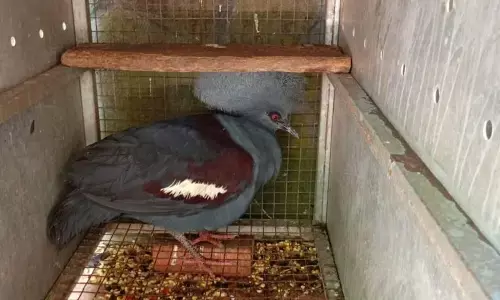 Kemenhut amankan pedagang 24 ekor burung dilindungi di Sulut