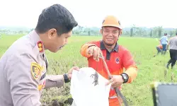 Hama merajalela Kapolres Salatiga ikut gropyokan tikus Hama merajalela Kapolres Salatiga ikut gropyokan tikus