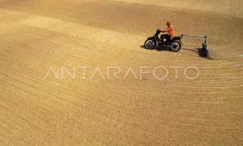 Pengamat tekankan penguatan infrastruktur Bulog hadapi puncak panen