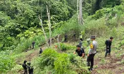Polisi temukan tiga hektare ladang ganja di Empat Lawang