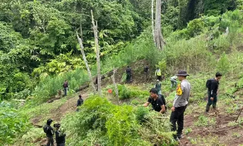 Polisi temukan tiga hektare ladang ganja di Empat Lawang