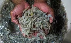 Nilai ekspor produk perikanan capai Rp105,5 triliun pada 2025