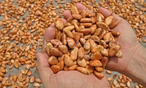 Kakao, dari biji ke martabat Kakao, dari biji ke martabat