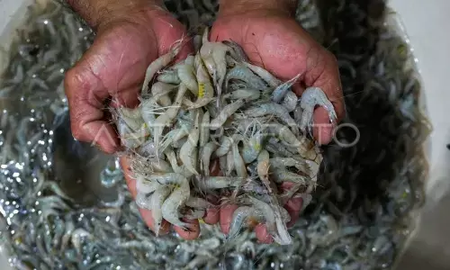 Nilai ekspor produk perikanan capai Rp105,5 triliun pada 2025