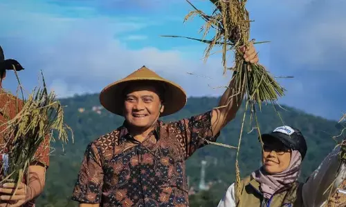 Jateng mulai panen raya padi, diperkirakan panen 3,35 juta ton