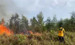 Tim BPBD bergerak aktif tanggulangi karhutla di Sukamara-Kalteng