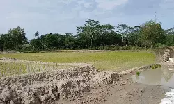 Sawah terendam banjir, petani di Ogan Komering Ilir terima bantuan