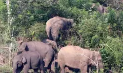 BKSDA ingatkan warga waspada interaksi negatif kawanan Gajah Sumatra