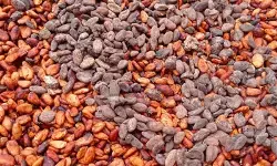 Petani kakao di Lebak tunda penjualan akibat harga anjlok Petani kakao di Lebak tunda penjualan akibat harga anjlok