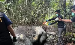 Menunggu titik terang kematian gajah di Riau