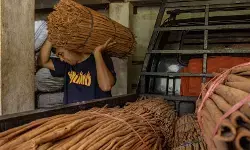 Petani Malalak minta pemerintah perhatikan harga jual kayu manis Petani Malalak minta pemerintah perhatikan harga jual kayu manis