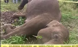 Kemenhut laporkan kematian gajah diduga akibat kawat listrik di Aceh