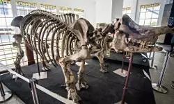 22 Februari 1952: Jawatan pertambangan RI kelola Museum Geologi 22 Februari 1952: Jawatan pertambangan RI kelola Museum Geologi