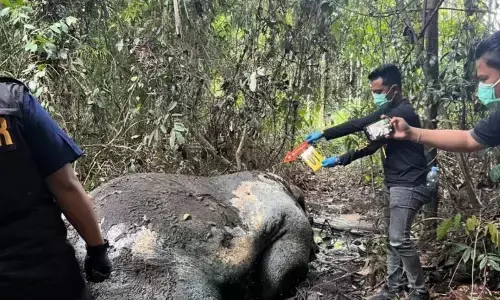 Menunggu titik terang kematian gajah di Riau