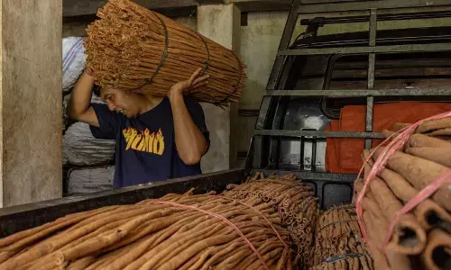 Petani Malalak minta pemerintah perhatikan harga jual kayu manis