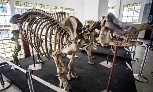 22 Februari 1952: Jawatan pertambangan RI kelola Museum Geologi