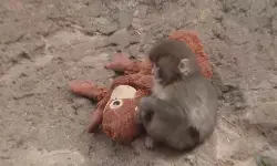 Kisah pilu Punch si monyet yang bikin netizen terenyuh Kisah pilu Punch si monyet yang bikin netizen terenyuh