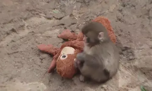 Kisah pilu Punch si monyet yang bikin netizen terenyuh Kisah pilu Punch si monyet yang bikin netizen terenyuh