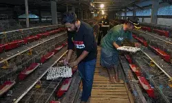 BGN: Bahan baku untuk SPPG tidak boleh didominasi satu pemasok