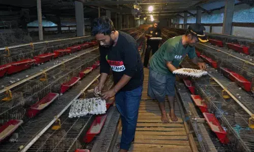 BGN: Bahan baku untuk SPPG tidak boleh didominasi satu pemasok