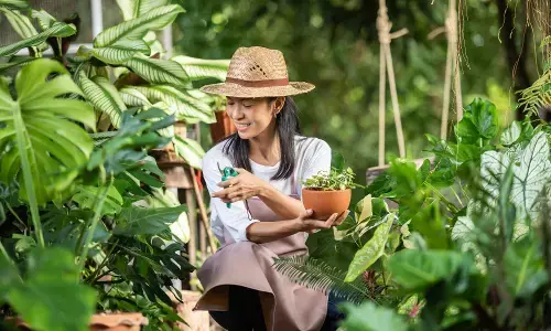 Tips merawat tanaman hias agar tetap hidup saat mudik Tips merawat tanaman hias agar tetap hidup saat mudik