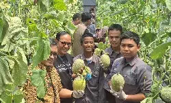 PT TGI-Rumah Sosial Kutub panen melon premium di SMK 63 Jakarta