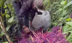 Menjaga Muria lewat buah mitologi Parijoto