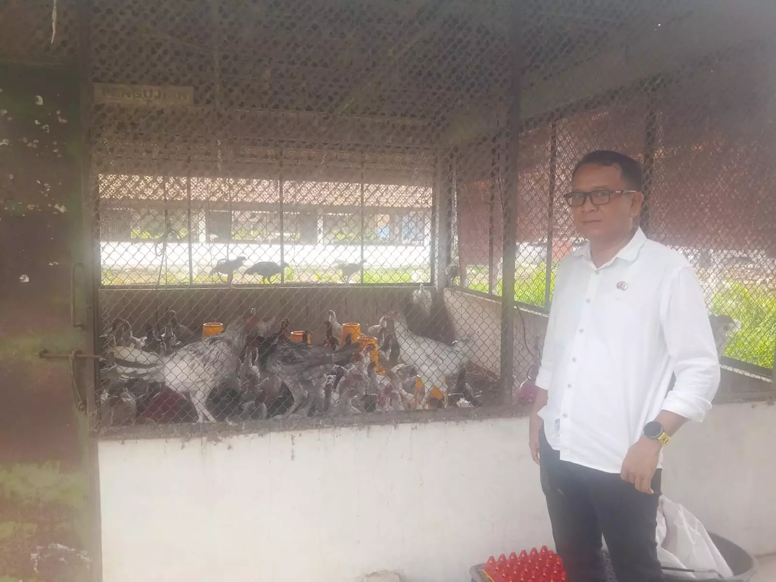 BPPTU Jatiwangi - DKPP Jabar, sebar 100 ribu doc ayam sentul di Jawa barat BPPTU Jatiwangi - DKPP Jabar, sebar 100 ribu doc ayam sentul di Jawa barat