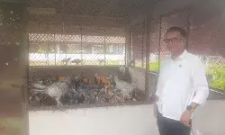BPPTU Jatiwangi - DKPP Jabar, sebar 100 ribu doc ayam sentul di Jawa barat