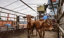 Kebijakan impor sapi Australia oleh Pemprov DKI dinilai kurang tepat