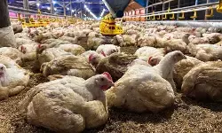 RI perkuat standar kesehatan hewan saat Saudi batasi impor unggas