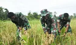 Program ketahanan pangan, Kodim 1710/Mimika panen padi perdana