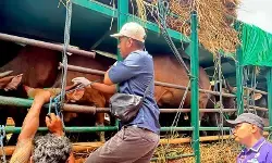 Pemprov NTB minta tambahan kapal angkut ternak kurban