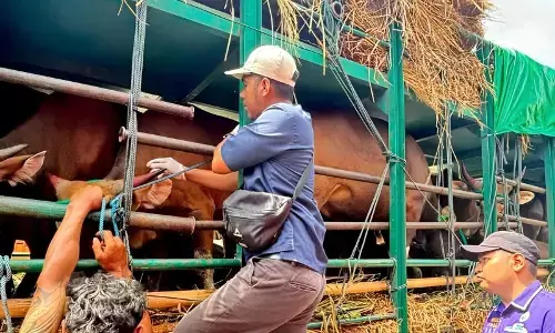 Pemprov NTB minta tambahan kapal angkut ternak kurban