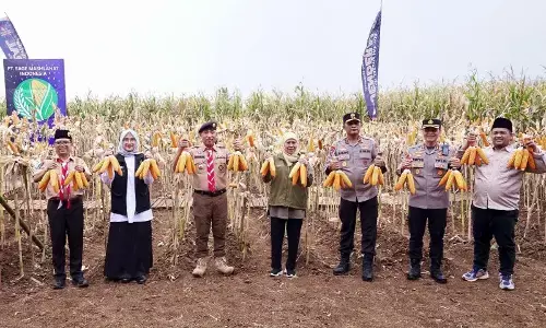 Produksi jagung nasional didominasi Jawa Timur Produksi jagung nasional didominasi Jawa Timur