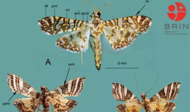BRIN identifikasi dua spesies ngengat baru asal Papua dan Sulawesi