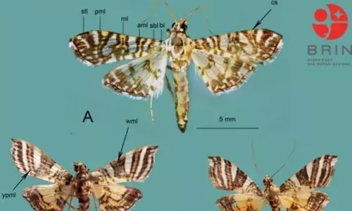 BRIN identifikasi dua spesies ngengat baru asal Papua dan Sulawesi