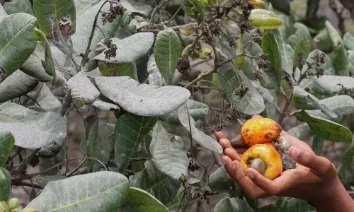 Gunung Lewotobi di NTT meletus, warga diminta jauhi pusat erupsi