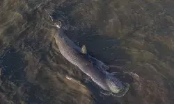 BPSPL: Bangkai paus di Pantai Kolaka segera ditarik ke laut lepas