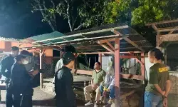 Tim gabungan tangkap dua pelaku perdagangan tapir di Pasaman