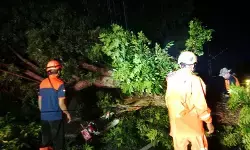 BPBD Jember: 2 orang terluka tertimpa pohon tumbang saat angin kencang