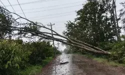 PLN laporkan 894.053 pelanggan Jateng terkena dampak angin kencang